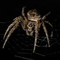 		Spider, seen close-up, against dark background
	