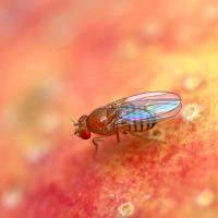 		Fruit fly against an orange surface
	