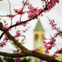 		Red buds on black branches in the foreground with a clock tower in the distance
	