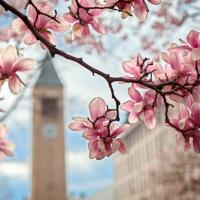 		pink spring flowers with a bell tower in the background
	