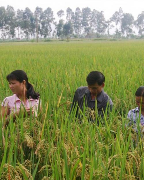 		Four people standing chest-deep in a field of rice plants
	