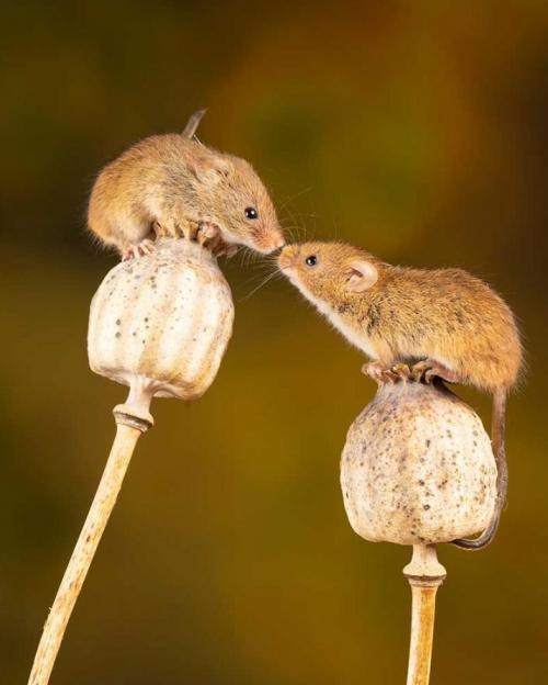 		Two mice perched on flowers and facing each other
	
