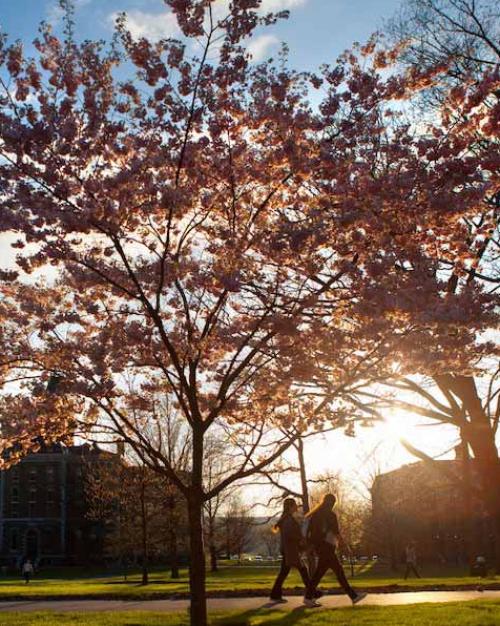 		People walk past a blossoming tree
	