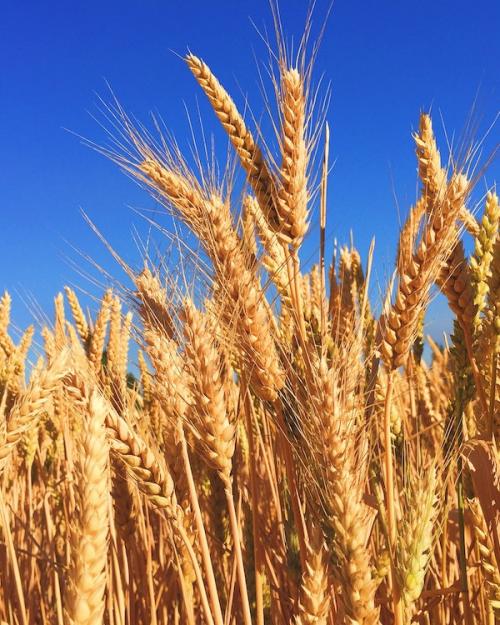 		Wheat field under a clear sky
	
