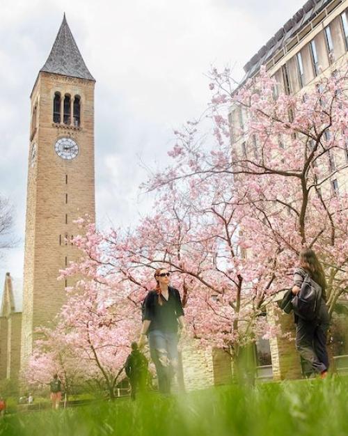 		Campus buildings and pink blossoms on trees
	