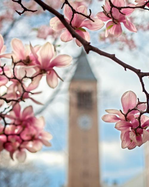 		Large pink blooms foreground a bell tower
	