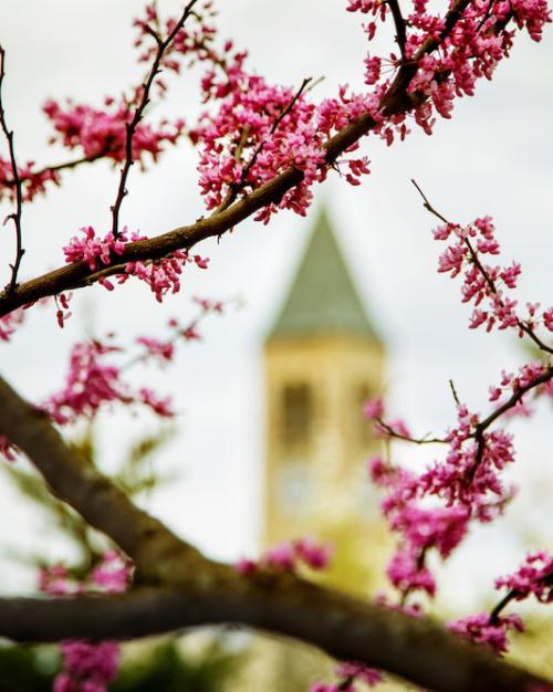 		Pink buds on a tree branch; a bell tower in the background
	