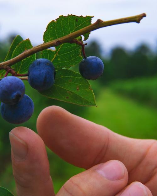 		Hand reaching for blueberries
	