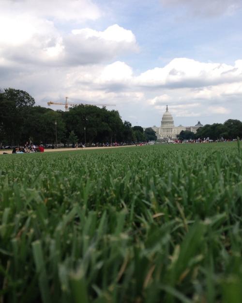 		A grassy field in the foreground; US Capitol dome in the distance
	