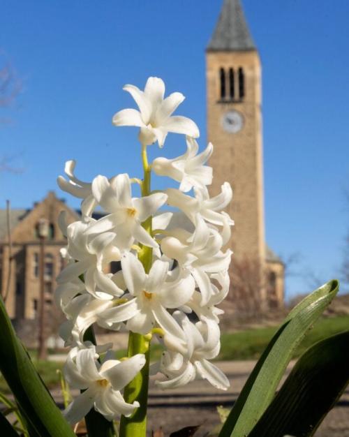 Sprig of white flowers in foreground, stone tower in background