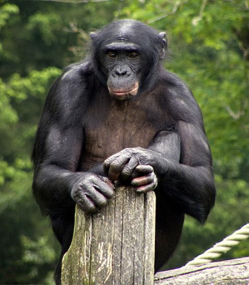 		 A bonobo sits on a pole
	