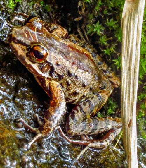  Small brown frog