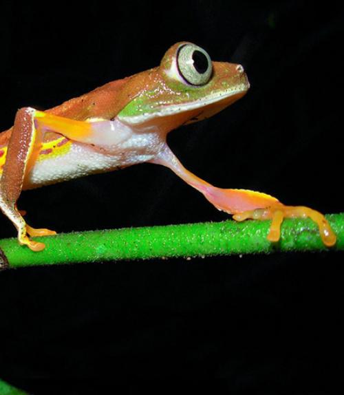  skinny orange frog with huge eyes