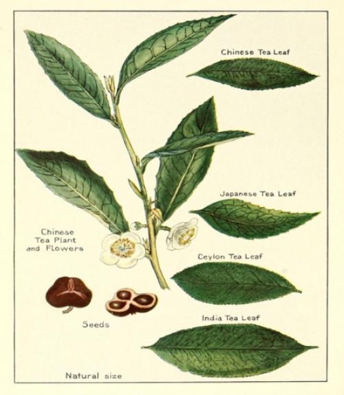 		 A botanical print of Camellia sinensis, which has been consumed in various forms for nearly 5,000 years.
	