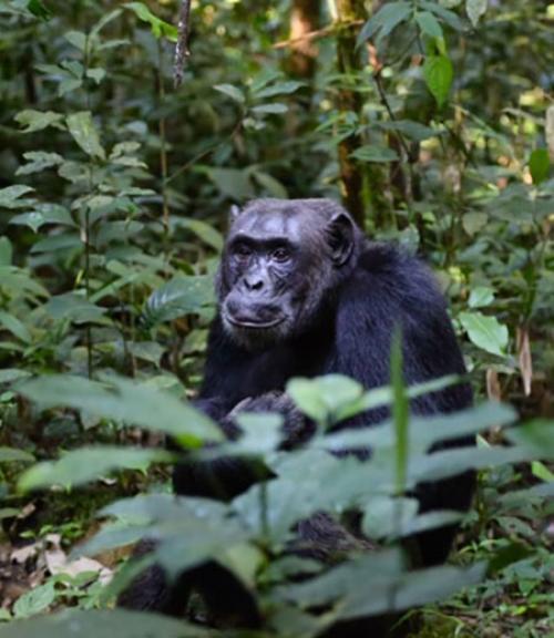 		 Bonobo amidst jungle leaves
	