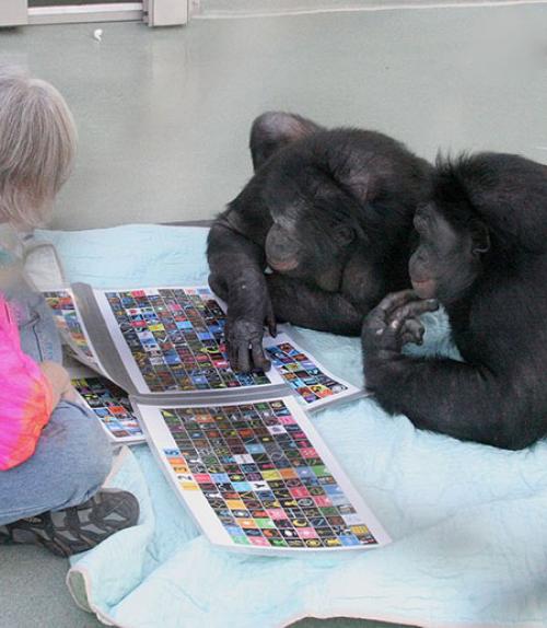 		 Bonobos Panbanisha and Kanzi lie on their stomachs while Kanzi presses a lexigram on an electronic panel
	