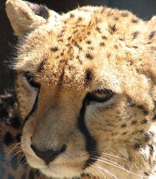 		 Face of a cheetah
	