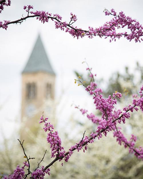		 McGraw Tower in spring
	