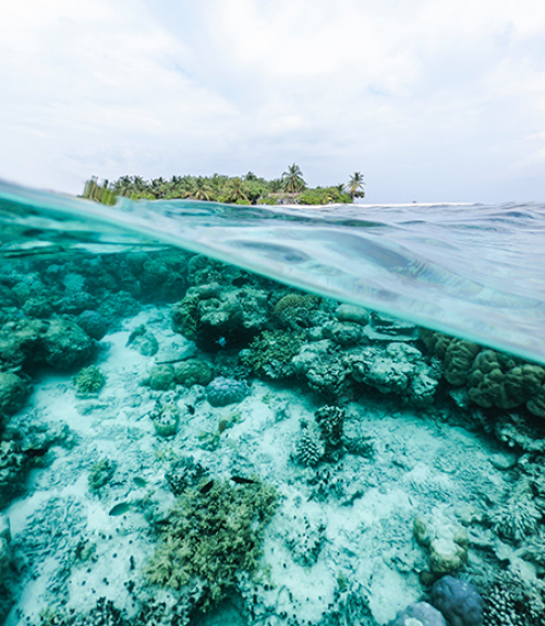  Under water view of white and green coral reel with an island in the distance.