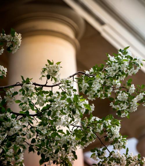  Image from Cornell University College of Arts and Sciences