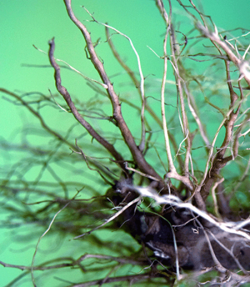 		 Plant root
	