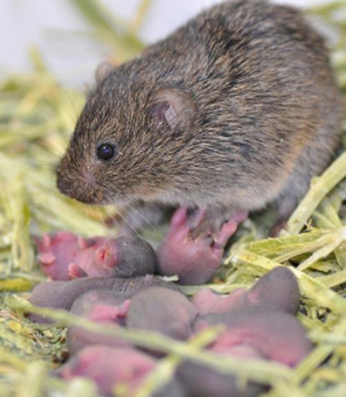 		 Vole with her offspring
	
