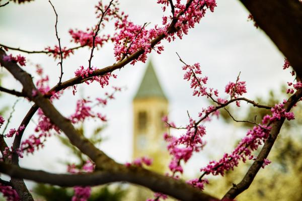 Red buds on black branches in the foreground with a clock tower in the distance