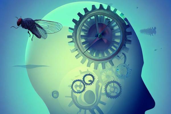 An artist&#039;s drawing of a head with a clock and cogs inside, with a fly buzzing past.