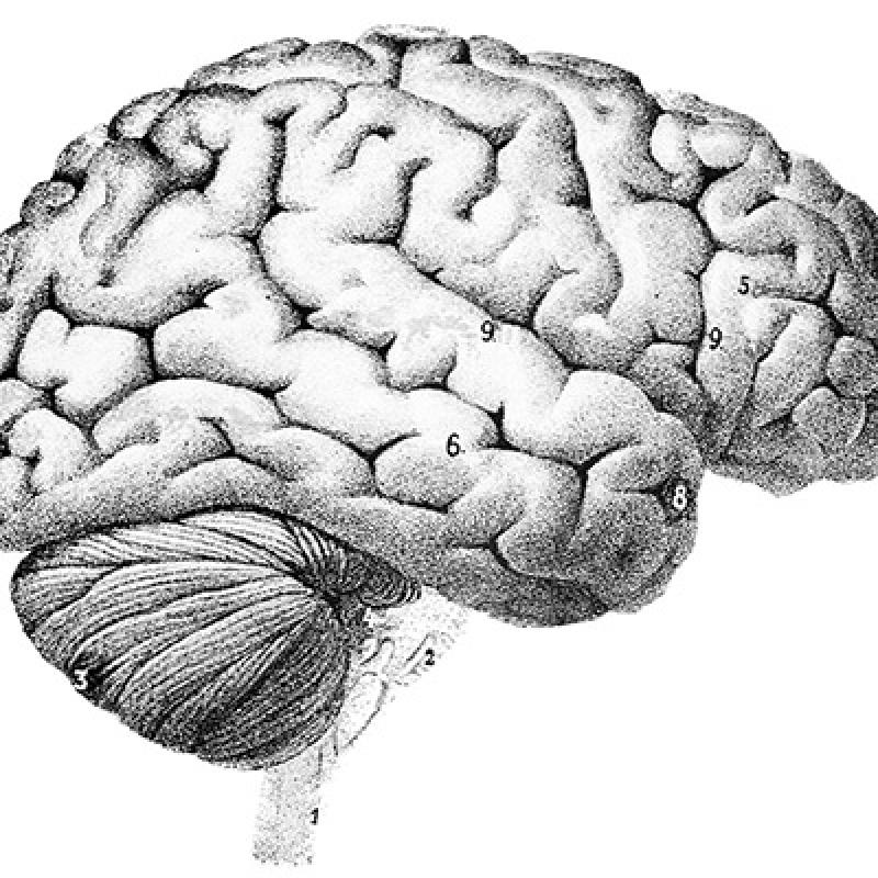 Cognitive Science