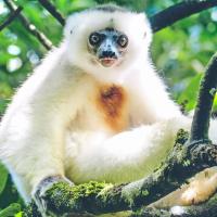 Animal with white fur – a lemur
