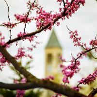 Pink buds on a tree branch; a bell tower in the background