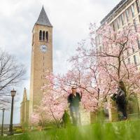 		trees with pink blossoms in front of a clock tower and a library building
	