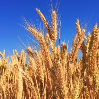 Wheat field under a clear sky