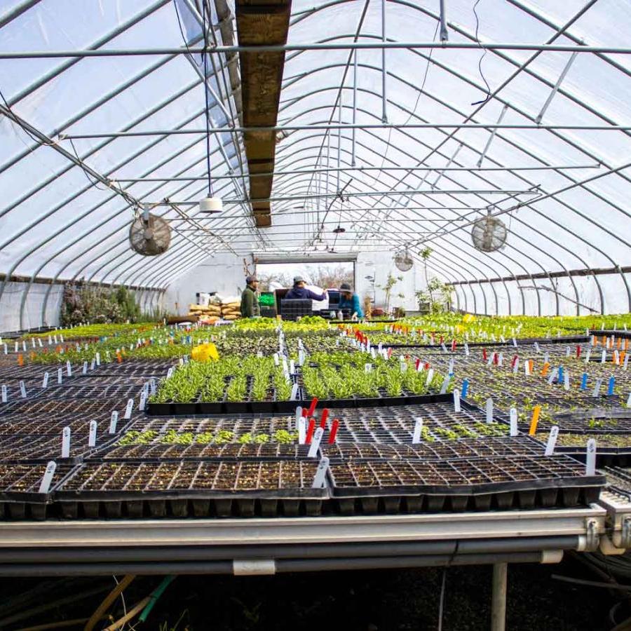 greenhouse with plants