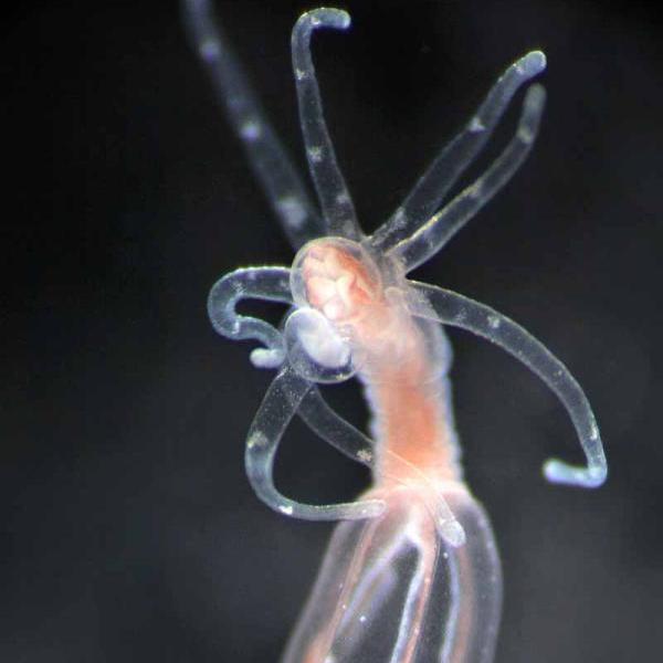 		transparent sea creature with six tentacles
	
