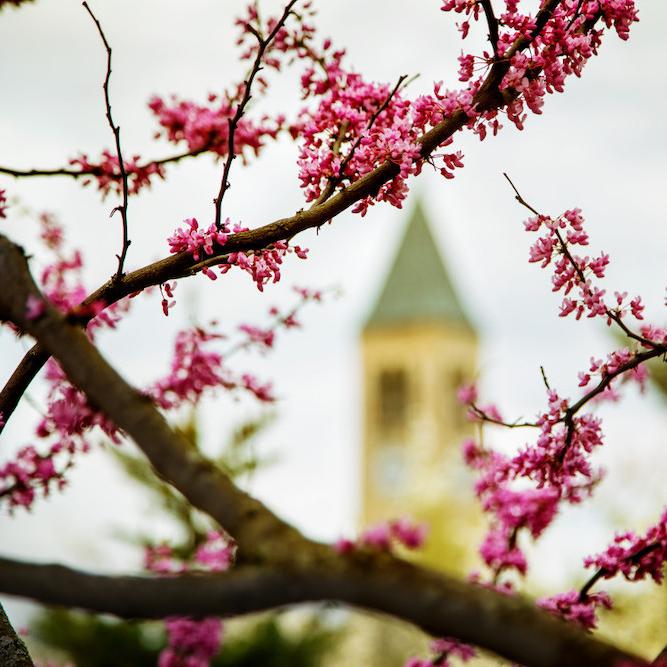 Red buds on black branches in the foreground with a clock tower in the distance