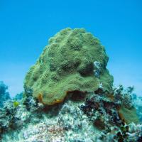 green sea sponge underwater