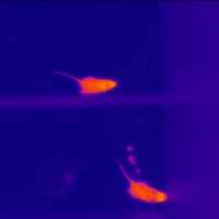Dark blue background with two orange mice (a thermal image)