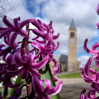		Purple flower blossoms with Cornell's McGraw Tower in the background
	
