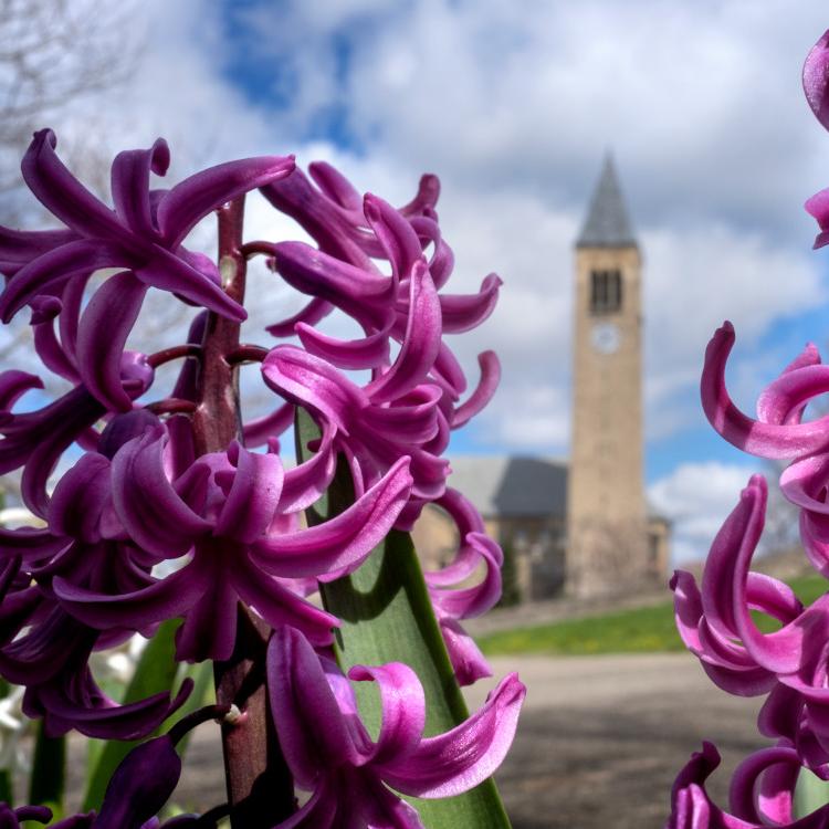 Purple flower blossoms with Cornell's McGraw Tower in the background