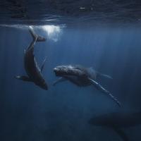 		Two whales swim in a dark blue underwater scene
	