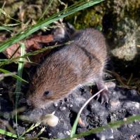 		Small brown furry rodent crawling among rocks and blades of grass
	