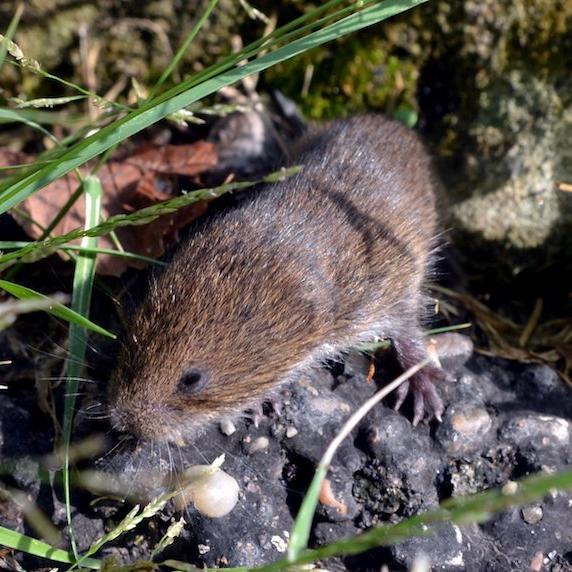 Small brown furry rodent crawling among rocks and blades of grass
