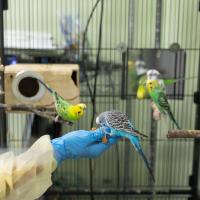 		Three small, colorful parrots cluster around a hand in a blue glove
	
