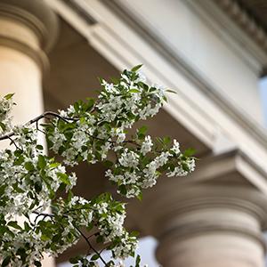 flowers bloom near Goldwin Smith Hal