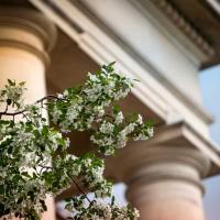 Tree in bloom outside building with marble columns