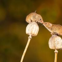 Two mice perched on flowers and facing each other