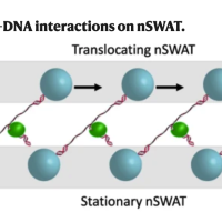 Illustration of nSWAT mechanism stretching DNA molecules