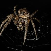 Spider, seen close-up, against dark background