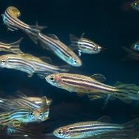 Several small, striped fish against a dark background